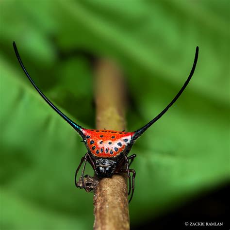 gasteracantha arcuata.